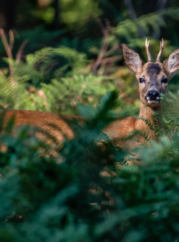 beautiful-shot-cute-deer-forest